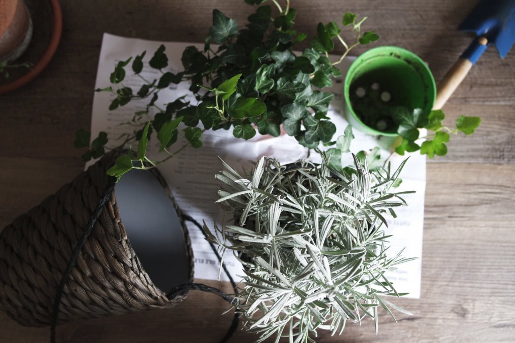 casa green