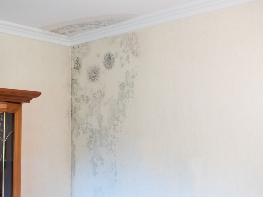 Macchie di muffa su parete e soffitto