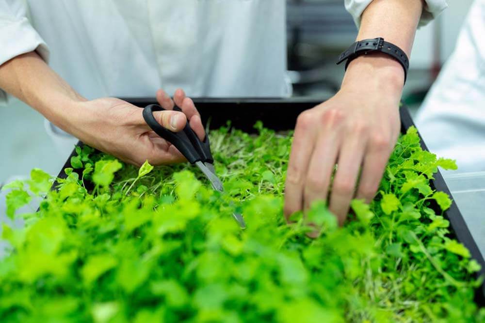 Dedicarsi al giardinaggio per purificare l'aria e la vita dentro casa