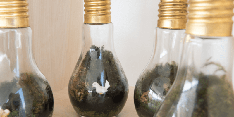 Mini terrario lampadina fai da te | FacileRistrutturare