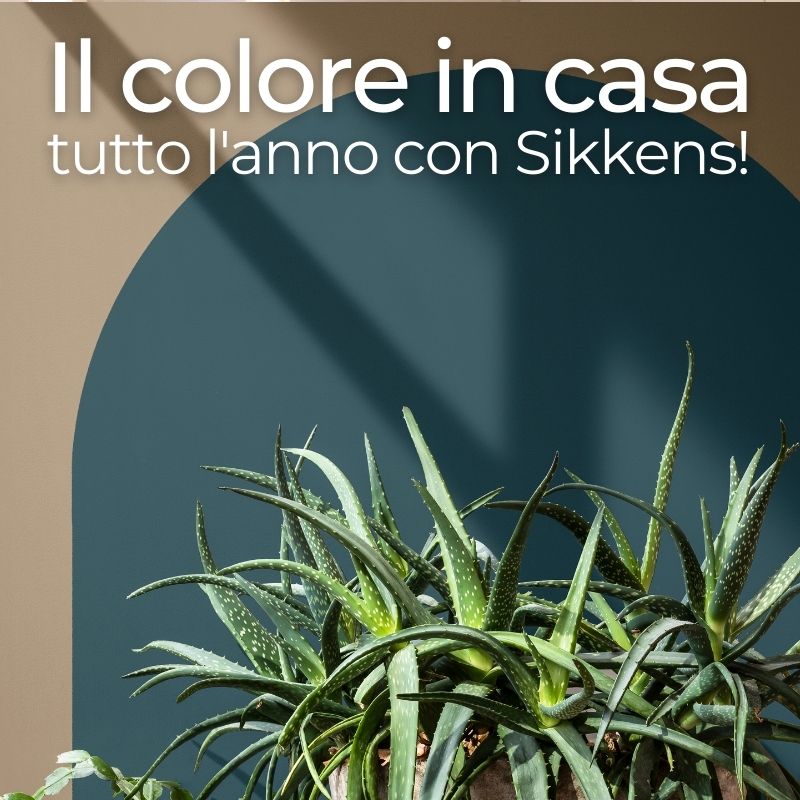Rinnova la tua casa con i colori Sikkens! | Facile Ristrutturare Pianta grassa con su parete con colori Sikkens 2021