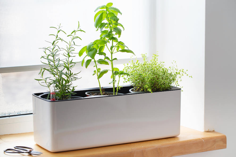 5 Consigli per rinnovare la casa in Primavera | Facile Ristrutturare Pianta in vaso rettangolare bianco su davanzale in legno