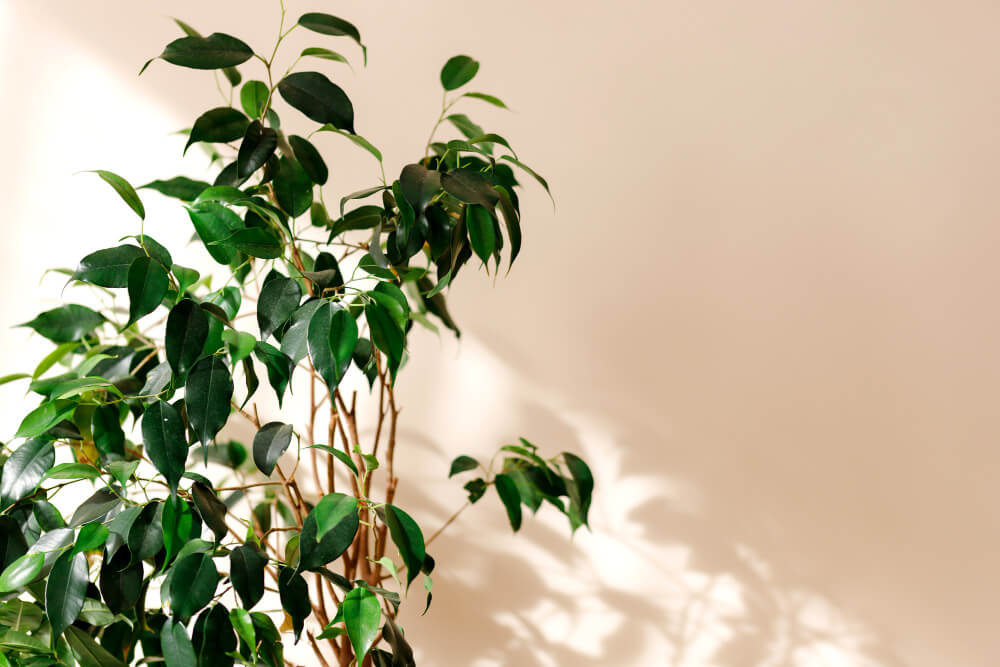 5 Consigli per rinnovare la casa in Primavera | Facile Ristrutturare Parete beige con pianta