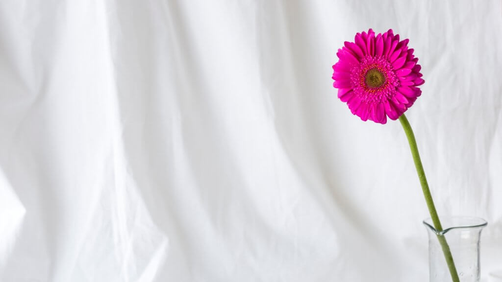 Ad ogni stanza la sua pianta! Come arredare casa con le piante da interni | Facile Ristrutturare Fiore rosa con parete bianca
